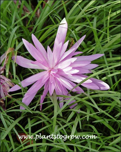 Double pink flower pushing through the Liriope.